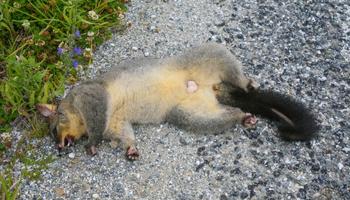 Why Hire Professionals for Dead Possum Removal?
