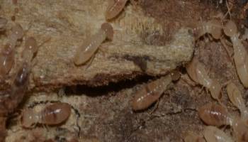 Termite-Control