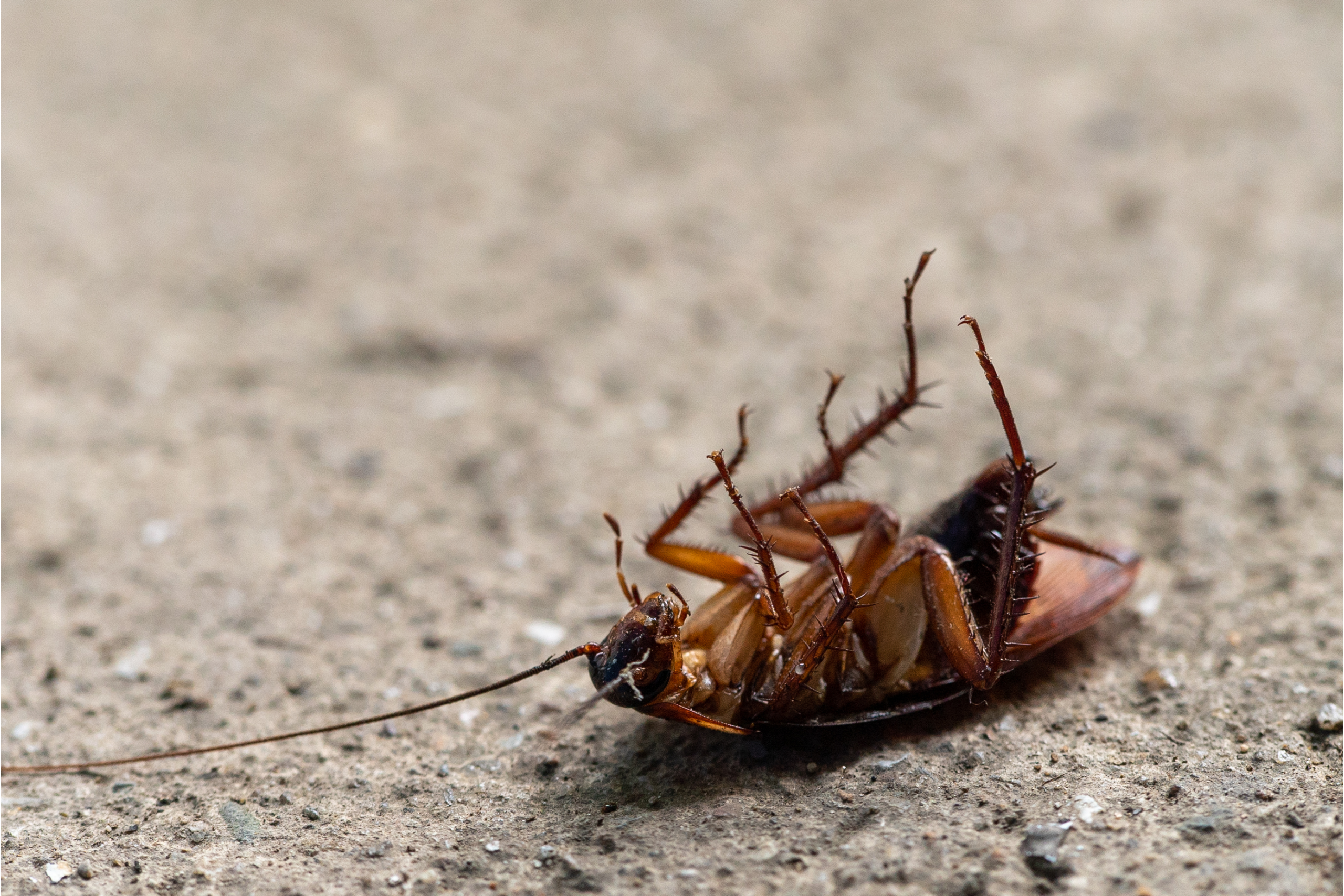 cockroach pest control Perth