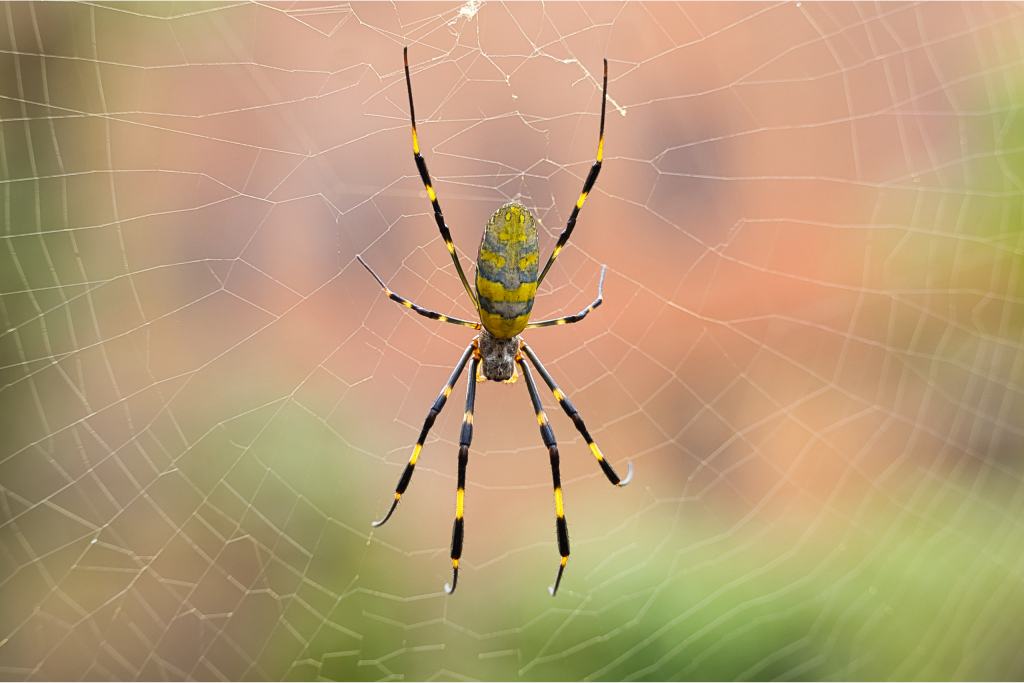 Spider Control Perth Spider Removal Perth