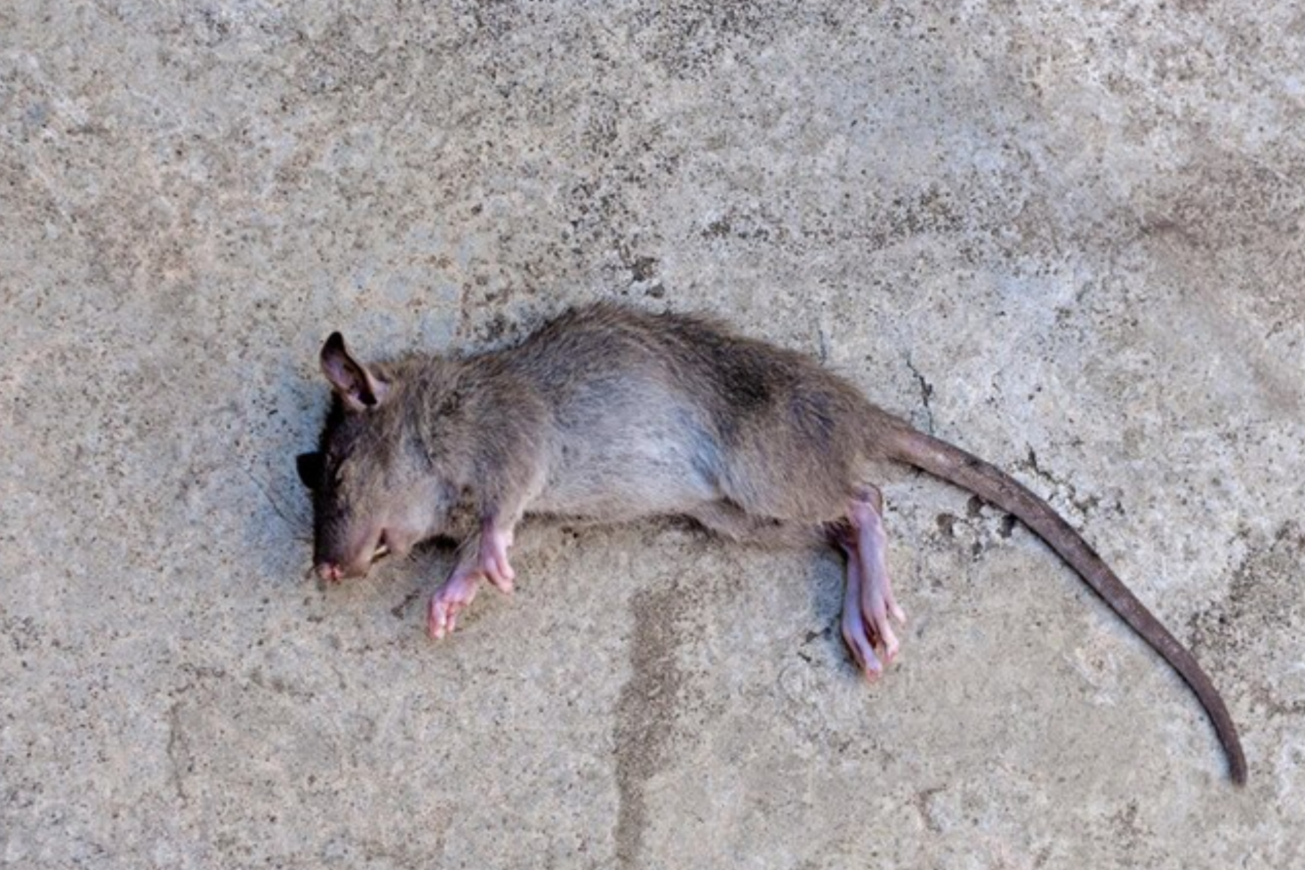 Dead Animal Removal Perth