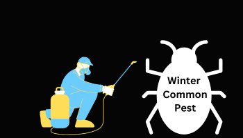 Pests in the Winter: Common Bugs and How to Prevent Them