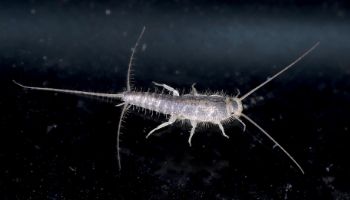 silverfish pest control services in Perth